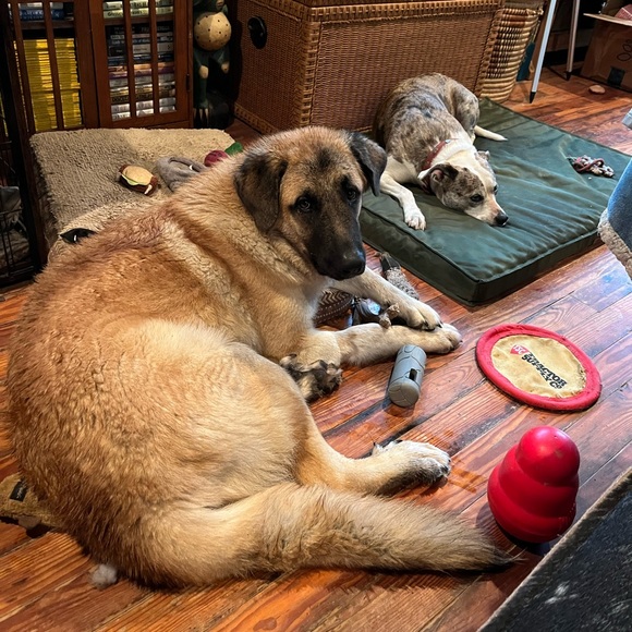 Meet your Posher, Jill - Picture 2 of 8